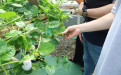 El Laboratorio de Cultivos Vegetales recibe visitantes internacionales, movilidad internacional UTP