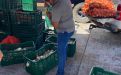 Inicia proceso de validación del Contenedor Móvil para el Secado de Cebolla.