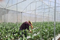 Medición del crecimiento vegetativo del cultivo de pimentón.