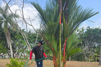 Apoyo en mantenimiento de áreas verdes-Templo Baha'í.