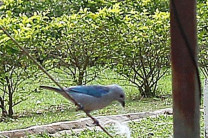 Observación de Aves.