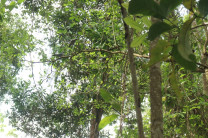 Observación de aves en el Sendero el Mangabé.