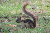 Monitoreo de fauna en las áreas verdes del campus Víctor Levi Sasso. Monitoreo de fauna en las áreas verdes del campus Víctor Levi Sasso.