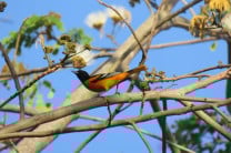 Monitoreo de fauna en las áreas verdes del campus Víctor Levi Sasso. Monitoreo de fauna en las áreas verdes del campus Víctor Levi Sasso.
