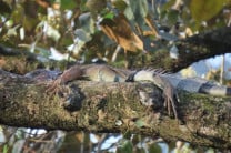 Monitoreo de fauna en las áreas verdes del campus Víctor Levi Sasso. Monitoreo de fauna en las áreas verdes del campus Víctor Levi Sasso.