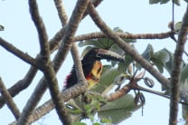 Monitoreo de fauna en las áreas verdes del campus Víctor Levi Sasso. Monitoreo de fauna en las áreas verdes del campus Víctor Levi Sasso.