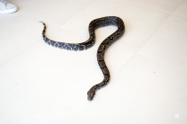 Boa constrictora (imperator).