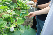 Observación de cultivos del laboratorio. Estudiante observando hojas de cultivo hidropónico