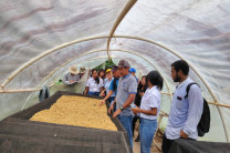 Explicación de como funcionan las camas africanas para secar el café robusta.