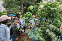 Explicación de una de las variedades de café robusta.