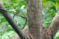Recorrido por el Mariposario en el Valle de Antón. Recorrido por el Mariposario en el Valle de Antón.