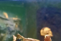 Centro de Conservación de Anfibios (EVACC), imagen de la Rana Dorada. Centro de Conservación de Anfibios (EVACC), imagen de la Rana Dorada.