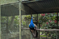 Durante la gira, los estudiantes pudieron visualizar más de 94 especies de animales, incluyendo variedades de mariposas, y diversidades de plantas nativas y exóticas, incluyendo hospederas y néctares.