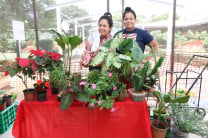 Venta de plantas.