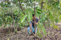 Lcdo. Ovalle explicando detalles de mantenimiento de la planta de café robusta