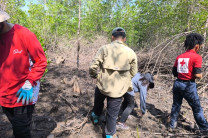 Estudiantes realizan siembra de propágulos de mangle rojo. 
