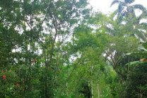 Estudiante de la UTP sustenta tesis sobre modernización de la postcosecha del cacao.