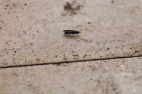 Mosca Soldado Negra.