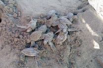 Neonatos de tortuga Dermochelys coriacea o Tortuga Baula.