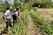 De la Siembra a la Cosecha: Primera Piña del Proyecto Agroecológico.
