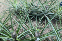 Se sembraron 130 plantas de piña, todas en buen estado fitosanitario.