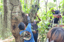 Siembra de plantas Epífitas en el Sendero del Centro Regional. Siembra de plantas Epífitas en el Sendero del centro Regional