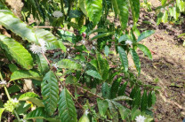 Una de las plantas de café robusta de cinco años de edad