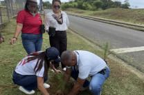 Siembra de Plantones de Pino en predios de la UTP 