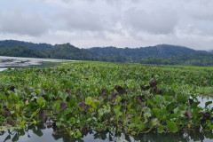 Cuenta media alta del río Chagres