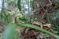 Jornada Ambiental orientada a la conservación y el fomento de la biodiversidad 