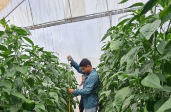 Investigador de la UTP Chiriquí investiga tecnología para mejor la producción de hortalizas