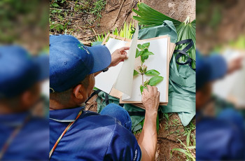 Conocimiento etnobotánico de las plantas medicinales de la etnia Ngäbe-Buglé es documentado por investigadores de la UTP