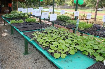 El vivero contaba con hortalizas de diferentes verduras que se pensaba sólo podían producirse en Tierras Altas, Chiriquí.