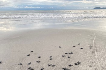 liberación de neonatos - tortugas marinas