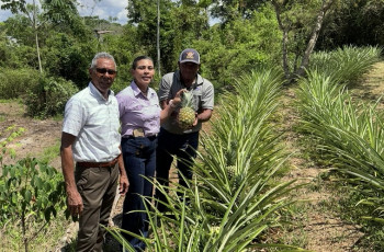 Dra. Lineth Alaín de Meier, cosecha la primera Piña producida en el Centro Regional 