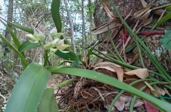 Jornada Ambiental orientada a la conservación y el fomento de la biodiversidad Jornada Ambiental orientada a la conservación y el fomento de la biodiversidad
