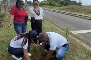 Siembra de Plantones de Pino en predios de la UTP 